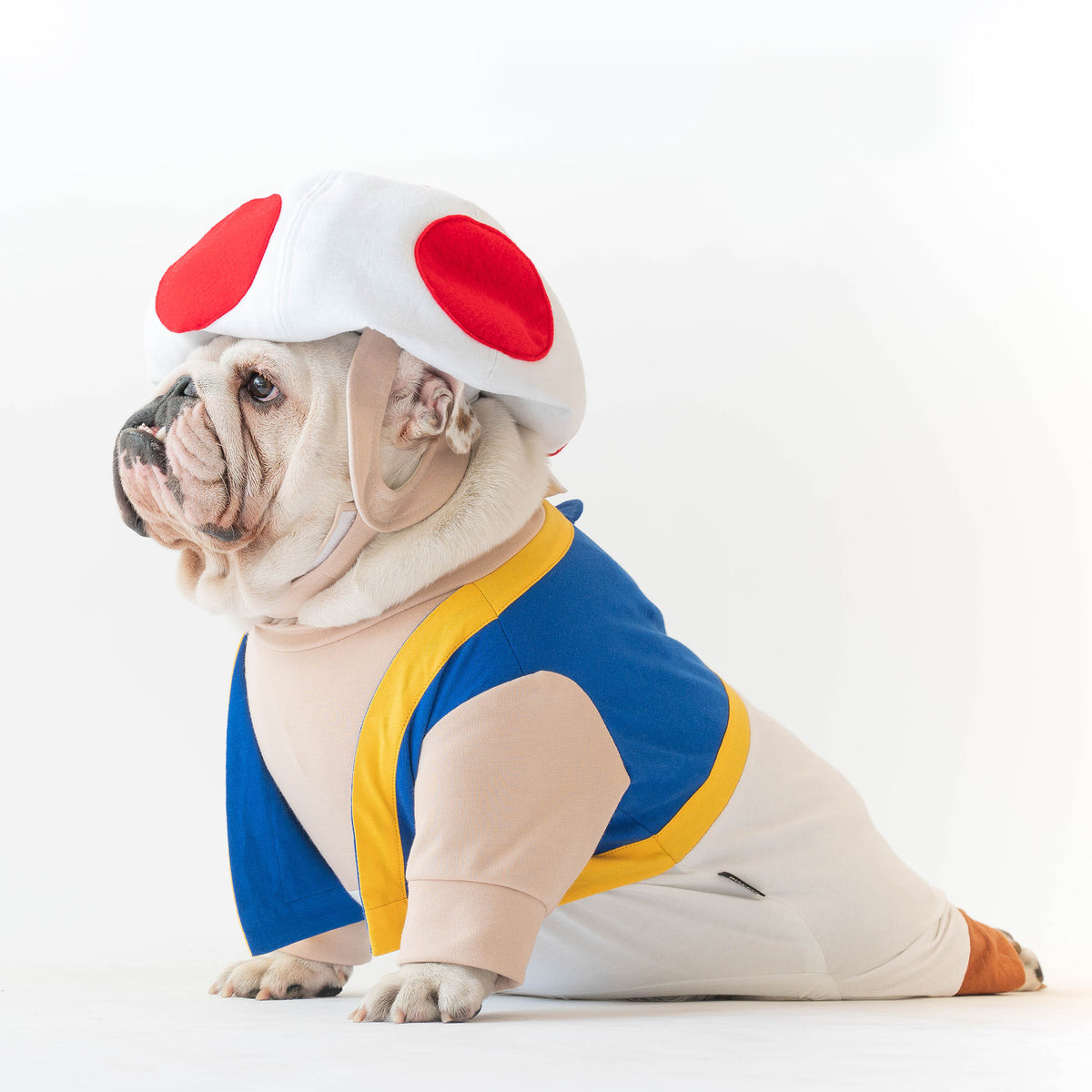 Mario dog costume